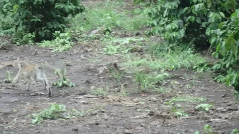 Vervet monkey chasing bugs Video stock 74131892