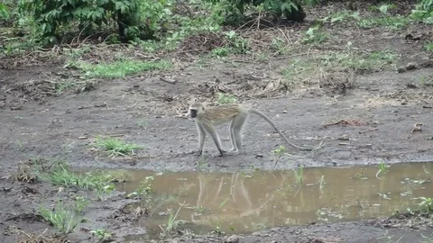 Vervet monkey chasing insects in garden Stock Footage 74131941