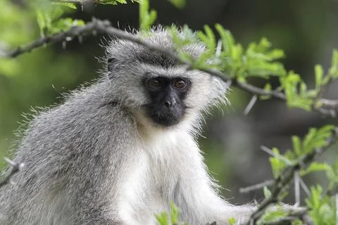 Vervet monkey (Chlorocebus pygerythrus) (Cercopithecus pygerythrus) in Amakhala Stock Photos