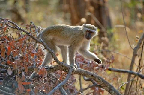 Vervet monkey (chlorocebus pygerythrus), drotsky\'s cabins camping site, bots Stock Photos