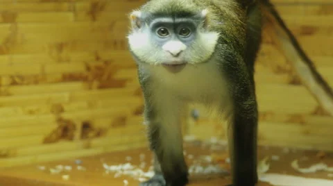 Vervet Monkey - Chlorocebus pygerythrus Video stock 44548240