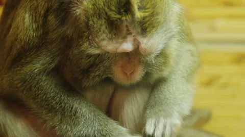 Vervet Monkey - Chlorocebus pygerythrus Stock Footage 44548401