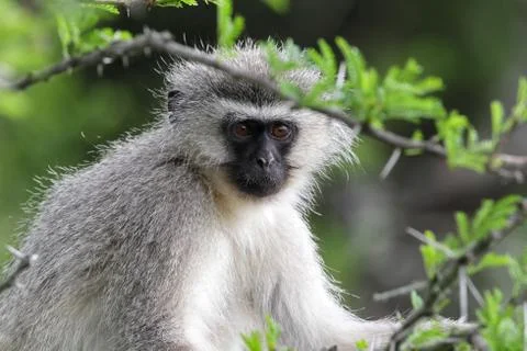 Vervet Monkey (Chlorocebus pygerythrus) Foto stock