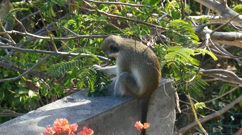 Vervet monkey (Chlorocebus pygerythrus) in Saint Martin 4K UHD Stock Footage 63779185
