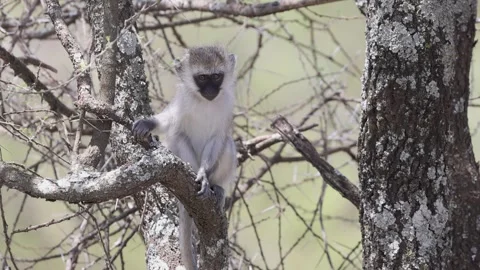 Vervet monkey (Chlorocebus pygerythrus) on tree In Serengeti in Tanzania, E.. Video stock 308195762