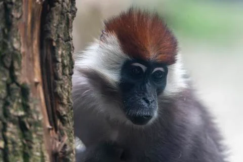 Vervet monkey. Chlorocebus pygerythrus on tree Stock Photos