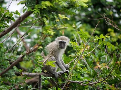 Vervet Monkey (Chlorocebus pygerythrus) in tree - Zimbabwe, Africa Stock Photos
