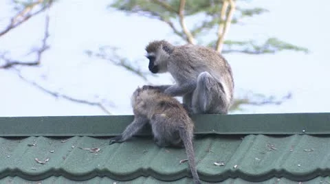 Vervet monkey to clean 1 Vídeos de archivo 22276267