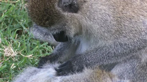 Vervet monkey to clean 2 Stock-Footage 22276499