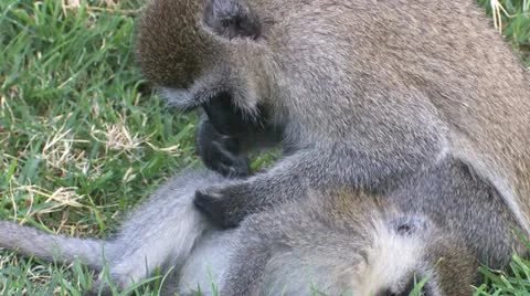 Vervet monkey to clean 3 Stock-Footage 22278226