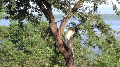 Vervet Monkey climbs in a tree, Rwanda, Africa Stock Footage 84485710