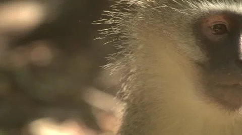 Vervet monkey close up Stock Footage 10980611