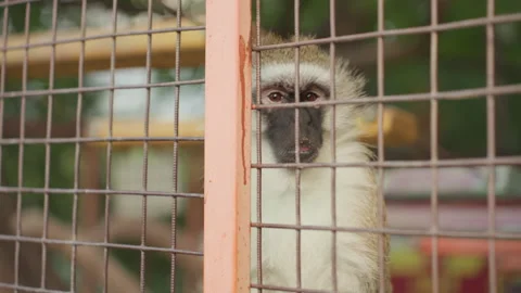 Vervet monkey confined with rusted bars and blurred tropical scenery, An Stock Footage 327737665