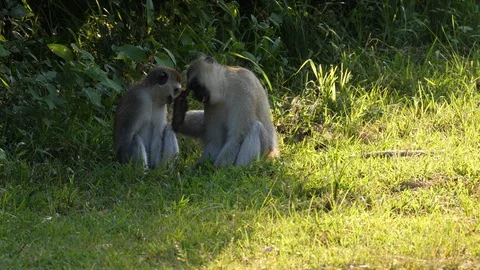 Vervet Monkey, Couple sitting in the shadow Stock Footage 125154101