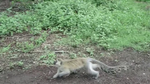 Vervet monkey defensive charging Stock Footage 74131867