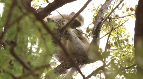 Vervet Monkey Disabled Back Legs 02 GFHD Stock Footage