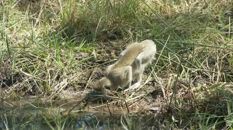 Vervet Monkey Drinking 스톡 동영상 10914795