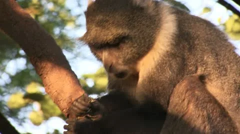 Vervet monkey eat Vídeos de archivo 22273587