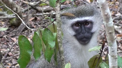 A vervet monkey eating and looking around Stock Footage 12104480