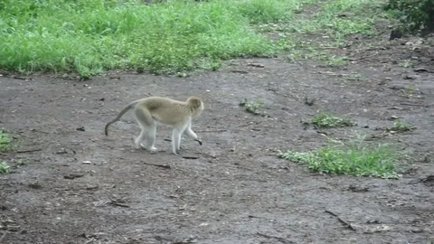 Vervet monkey eating bugs Stock Footage 74131868