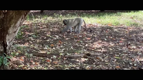 Vervet Monkey Eating Flying Ants Stock Footage