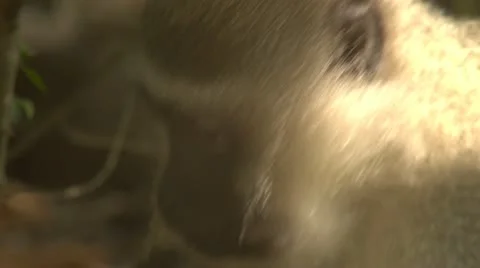 Vervet monkey eating Stock Footage 10980743