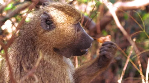 Vervet Monkey eating Stock Footage 136359185