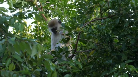 Vervet Monkey eating leafs Stock Footage 125186460