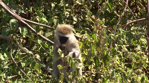 Vervet monkey eats berries from a bush Stock Footage 34279735