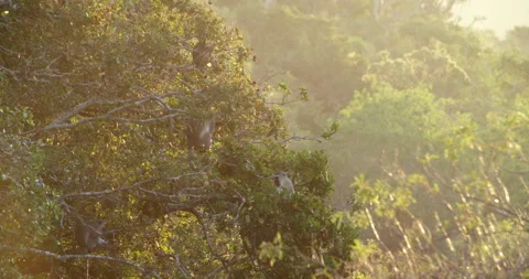 Vervet monkey feeding in a tree Stock Footage 142090497