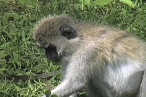 Vervet Monkey Stock Footage 97250