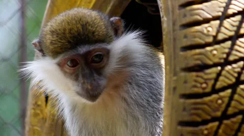 Vervet monkey Video stock 8621645