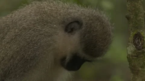 Vervet monkey Stock Footage 10979541