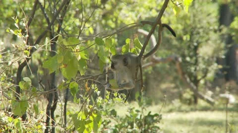 Vervet Monkey 스톡 동영상 11133824