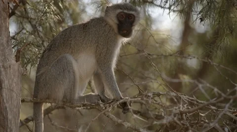 Vervet Monkey Stock Footage 30298580