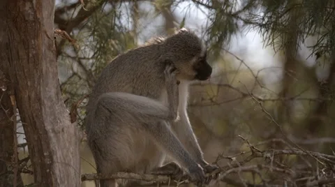 Vervet Monkey Stock Footage 30298952