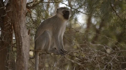 Vervet Monkey Stock Footage 30299908