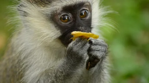 Vervet Monkey Stock Footage 67382167