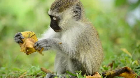 Vervet Monkey Stock Footage 67382179
