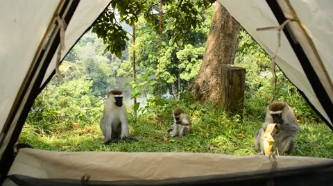 Vervet Monkey Stock Footage 67382213
