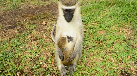 Vervet Monkey Stock Footage 67382217