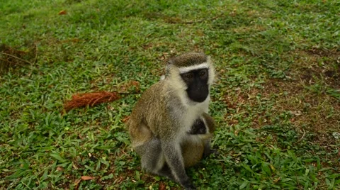 Vervet Monkey Stock Footage 67382225