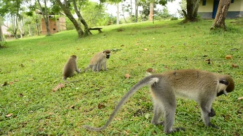 Vervet Monkey Stock Footage 67382228
