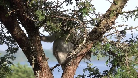 Vervet Monkey Stock Footage 84490437