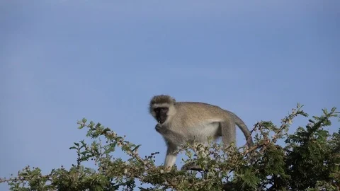 Vervet monkey Stock Footage 84542294