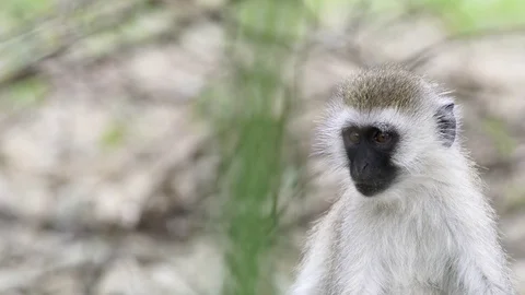 Vervet monkey Stockbeeldmateriaal 86655831
