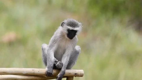 Vervet Monkey Stock Footage 102612103