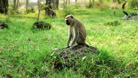 Vervet Monkey Stock Footage 135200377