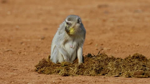 A vervet monkey foraging in elephant dung, Kruger National Park, South Africa Vídeo Stock 315089618