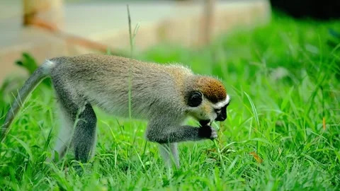 Vervet monkey foraging in green grass close up shot showing its detailed face Stock Footage 343695992